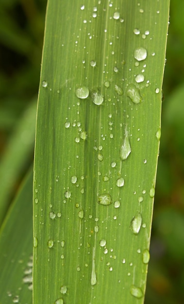 Petites gouttes d'eau sur une feuille verte après la pluie