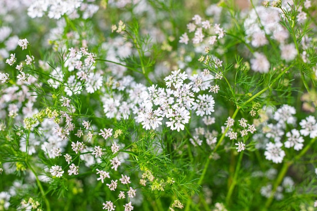 Petites inflorescences blanches de fleurs d'herbes de coriandre Fond de fleurs végétales naturelles