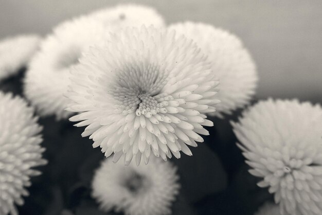 Photo petites marguerites blanches en gros plan dans le jardin