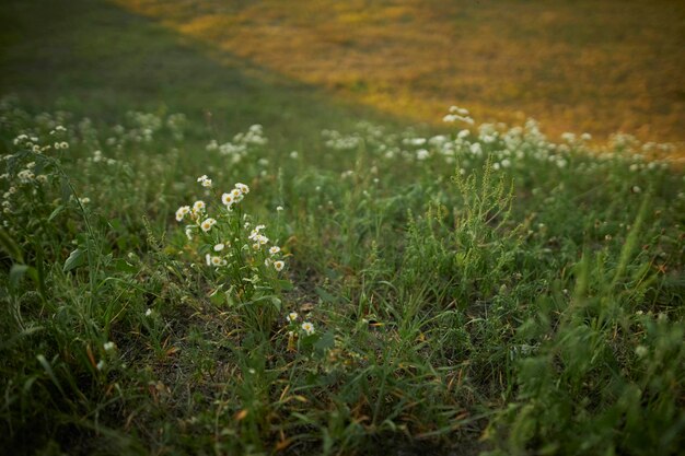 petites marguerites dans le pré. L'herbe verte .