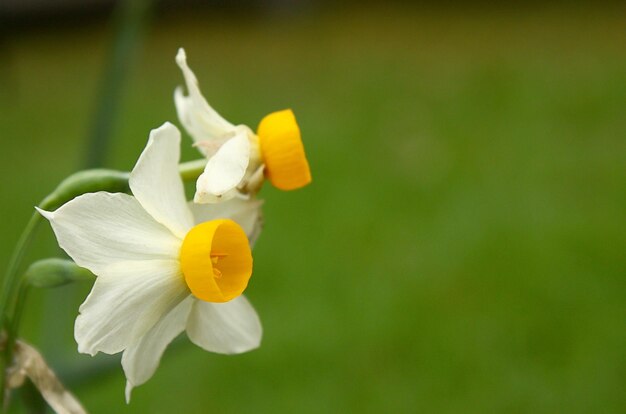 Photo petites marguerites