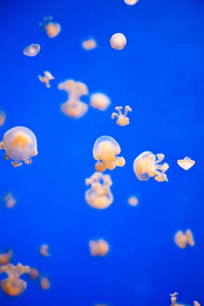 Petites méduses dans un aquarium