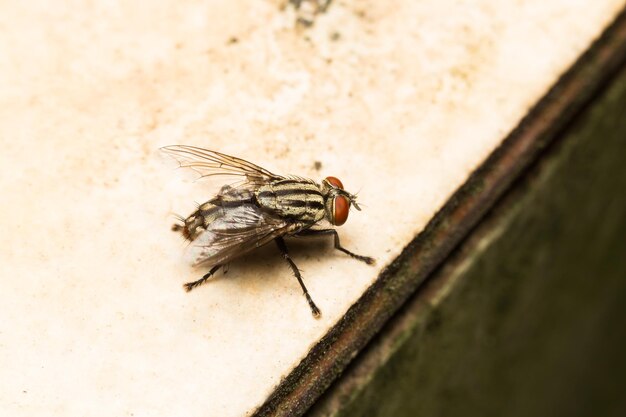 Les petites mouches macro