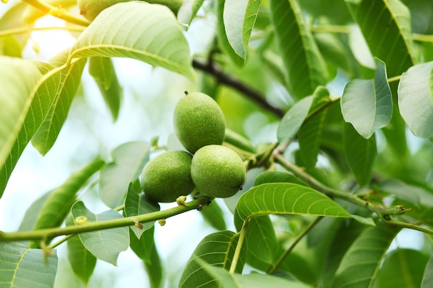 Petites noix sur le noyer en Ukraine Noix vertes non mûres accrochées à une branche Feuilles vertes