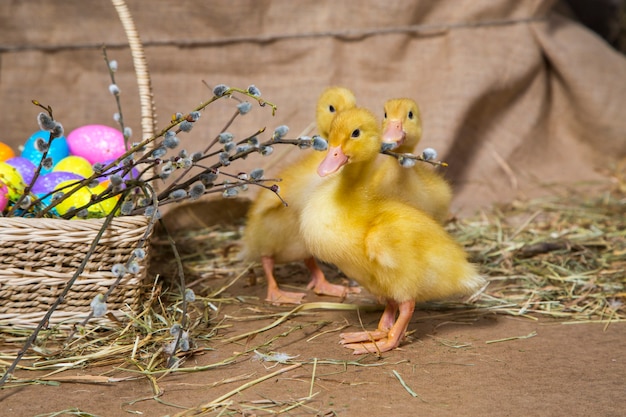 Petites oies canard jaune sur fond naturel