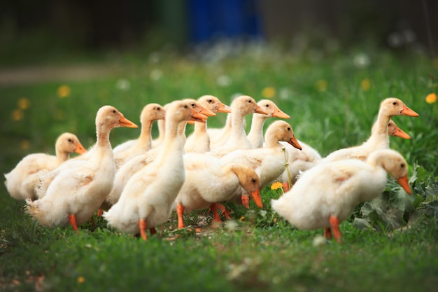 Les petites oies paissent par troupeau dans le pré en été par temps chaud