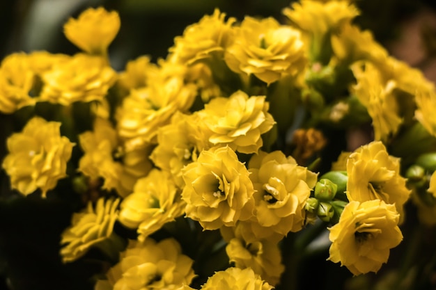 Petites petites fleurs jaunes