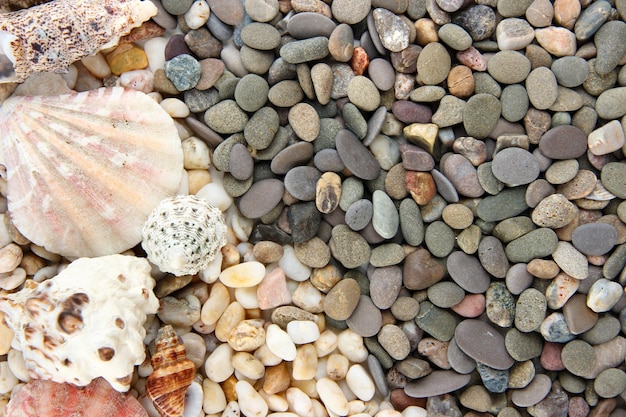 Petites pierres de mer et coquillages se bouchent