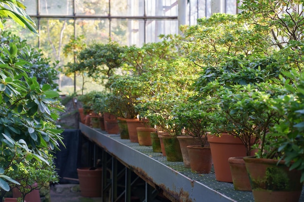 Petites plantes d'azalées poussant dans des pots en céramique dans une orangerie ou une entreprise de jardinage en serre