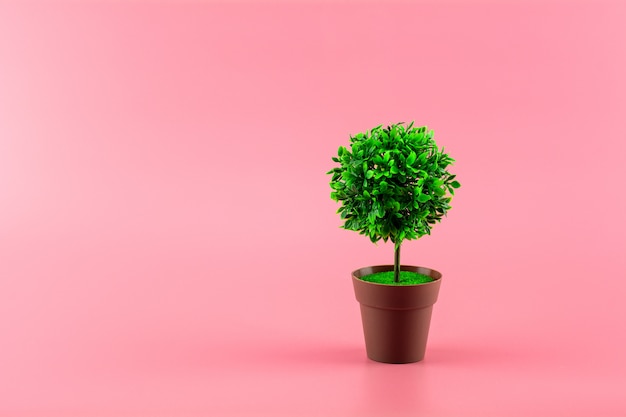 Petites plantes en pot dans la chambre rose.