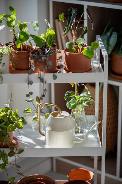 Petites plantes à pousses dans des pots en terre cuite sur un chariot à la maison arrosoir et pots de fleurs plantes d'intérieur