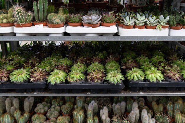 Les petites plantes succulentes de cactus en pépinière sur étagère poussent dans de petits pots de fleurs en plastique en serre