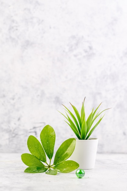 Petites plantes succulentes et plantes naturelles dans des pots à jetons sur fond clair