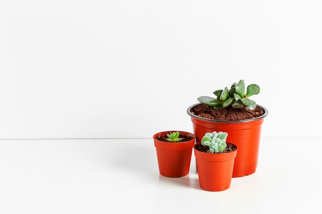 Petites plantes succulentes en pots à l&#39;intérieur de la maison