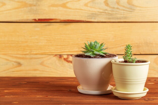 Petites plantes succulentes en pots à l&#39;intérieur de la maison