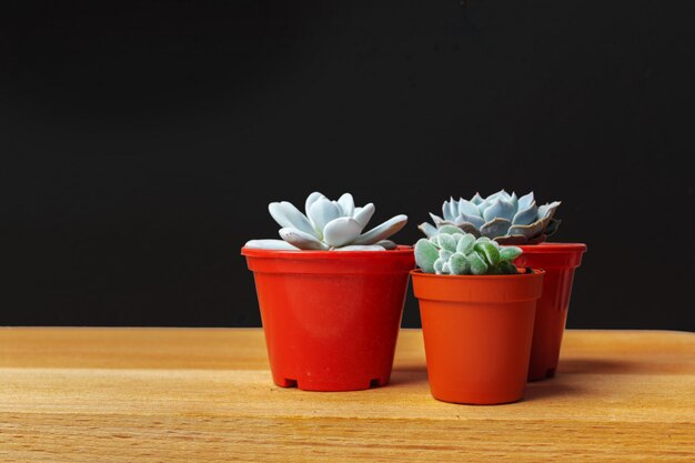 Petites plantes succulentes en pots à l'intérieur de la maison