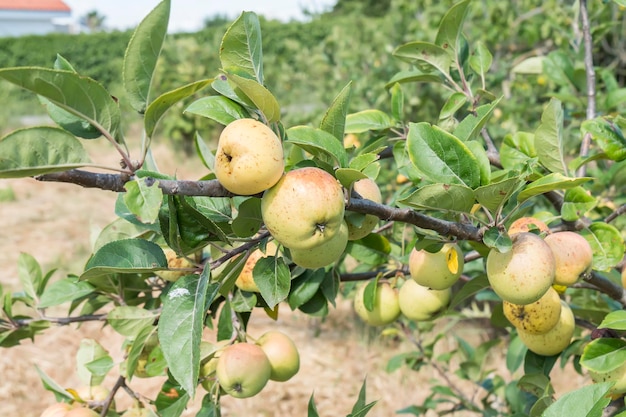 Petites pommes sur l'arbre