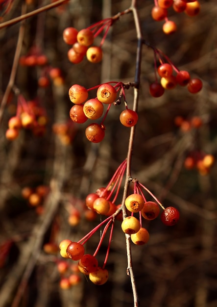 Petites pommes d'automne rouges sur les branches. Forêt d'automne