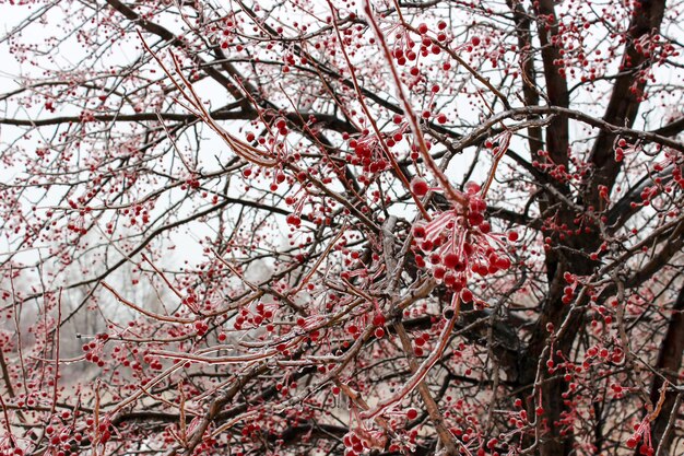 Photo petites pommes en hiver dans une croûte de glace