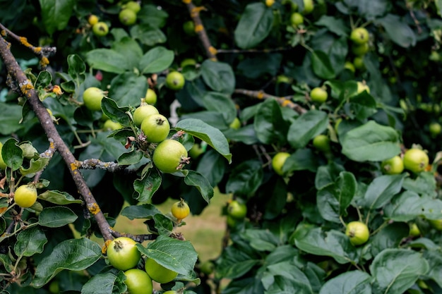 Petites pommes vertes sur un gros plan de branche