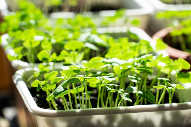 Petites pousses de basilic vert frais