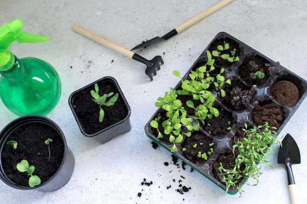 Petites pousses de plantes en boîte de culture en plastique noir