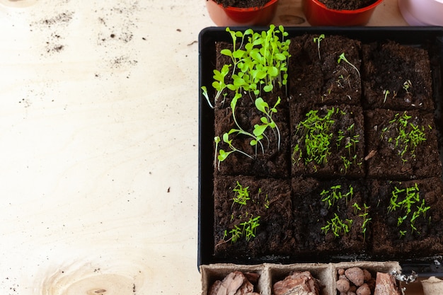 Petites pousses vertes en pot close up