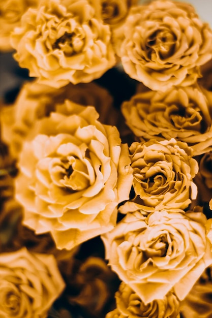 Petites roses de brousse jaunes sur fond blanc avec une place pour le texte