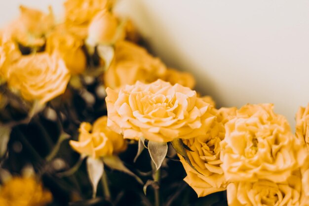 Petites roses de brousse jaunes sur fond blanc avec une place pour le texte
