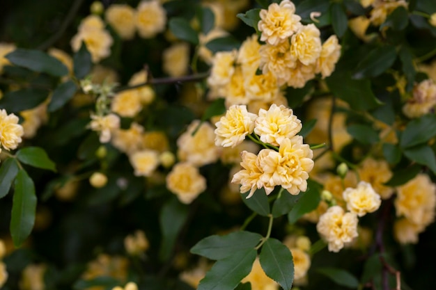 Petites roses jaunes Rosa banksiae éclairées par le soleil dans le jardin mise au point sélective