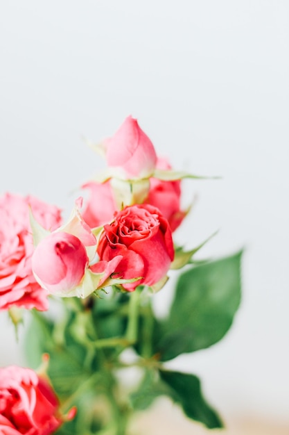 Petites roses roses de buisson sur un fond blanc avec un endroit pour le texte