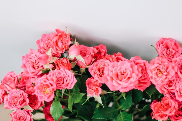 Petites roses roses de buisson sur un fond blanc avec un endroit pour le texte