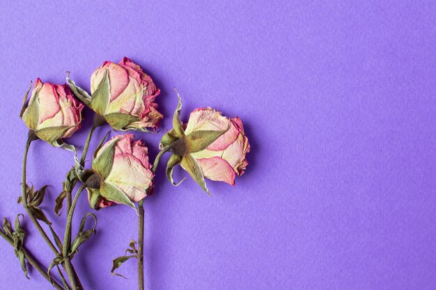 Petites roses sèches sur fond violet