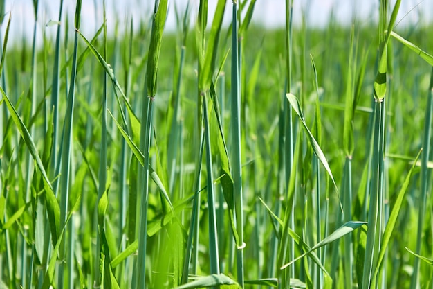 Petites tiges vertes de blé La croissance des céréales agricoles dans le champ au printemps