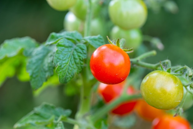 Petites tomates accrochées à une branche lors d'une macro-photographie d'une journée ensoleillée d'été.