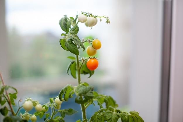 Petites tomates non mûres et mûres poussant sur le rebord de la fenêtre. Mini-légumes frais dans la serre sur une branche avec des fruits verts. Jeunes fruits sur le buisson. Fruits jaunes de tomates sur une branche