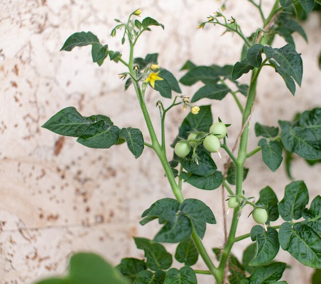 Petites tomates non mûres poussant sur le rebord de la fenêtre de jeunes fruits sur bush