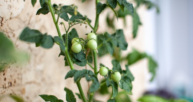 Petites tomates non mûres poussant sur le rebord de la fenêtre. Mini légumes frais dans la serre sur une branche avec les fruits verts. L'arbuste légumes immatures sur tiges. Jeunes fruits sur buisson.