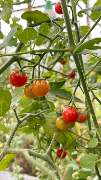 Petites tomates rouges et jaunes mûrissant sur une branche