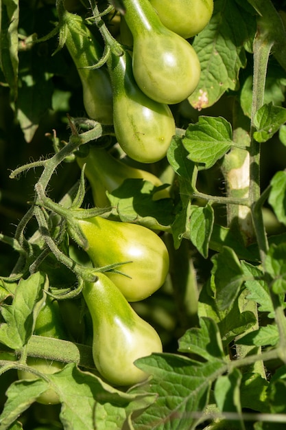 Petites tomates vertes sur une branche dans le jardin.