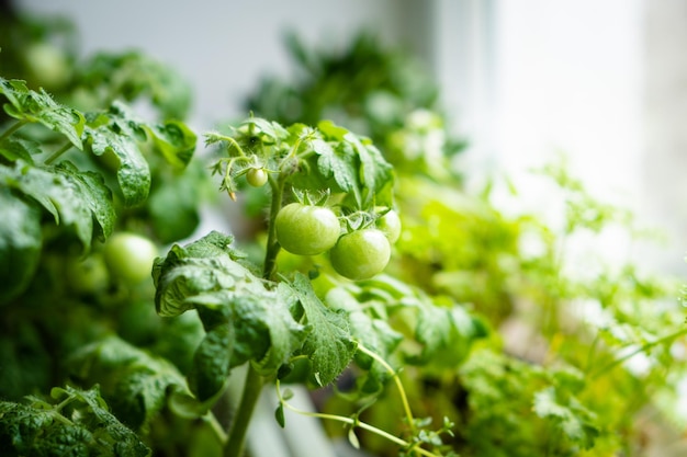 Petites tomates vertes sur un gros plan de branche