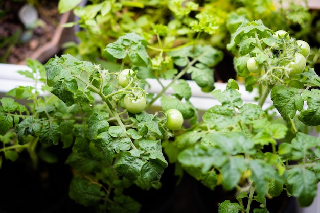 Petites tomates vertes sur un gros plan de branche