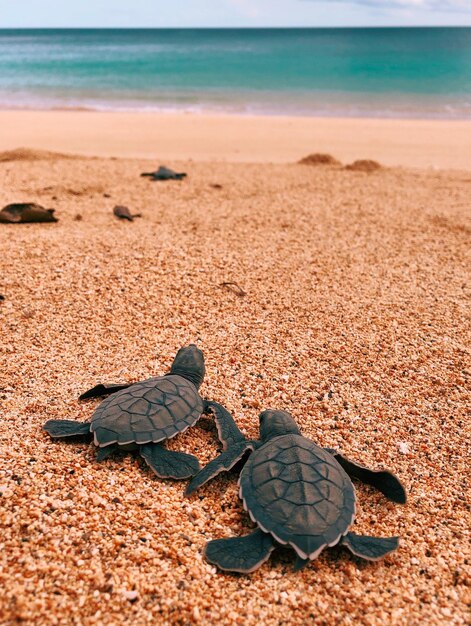 Photo petites tortues