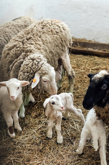 Photo petits agneaux regardant la caméra à la ferme