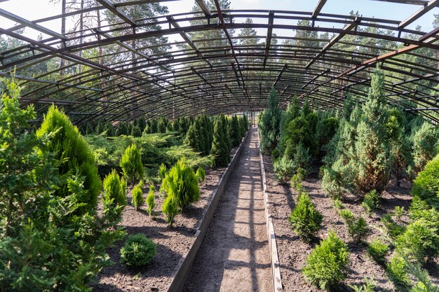 De petits arbres de Noël décoratifs sont élevés dans la serre