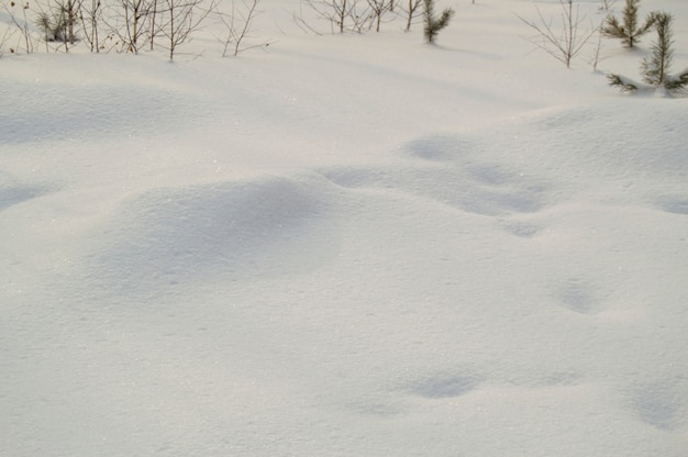 Petits arbres qui sortent de la neige, espace copie, fond naturel