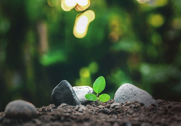 Les petits arbres se trouvent près des rochers naturels.