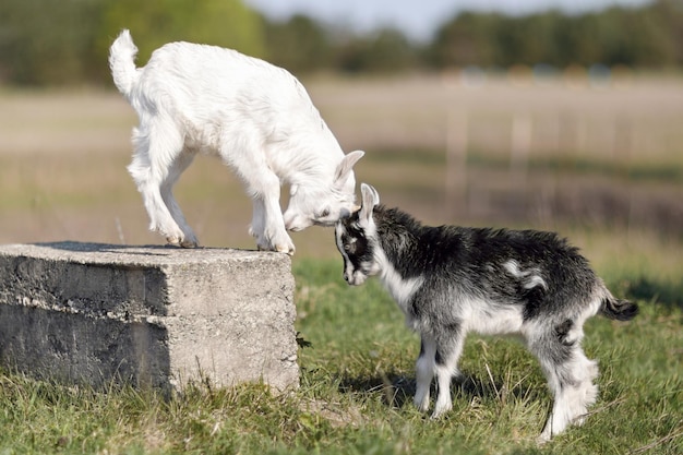 Les petits boucs noirs et blancs se battent pour la place sur le bloc