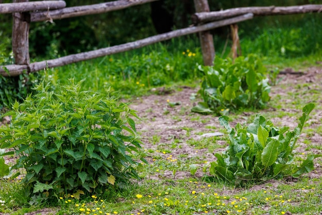 Petits buissons d'ortie et d'oseille de cheval urtica dioica et rumex confertus dans le paddock