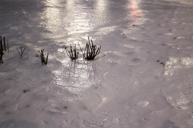De petits buissons de plantes faibles noires se frayent un chemin à travers la glace froide recouverte de croûte de glace la nuit